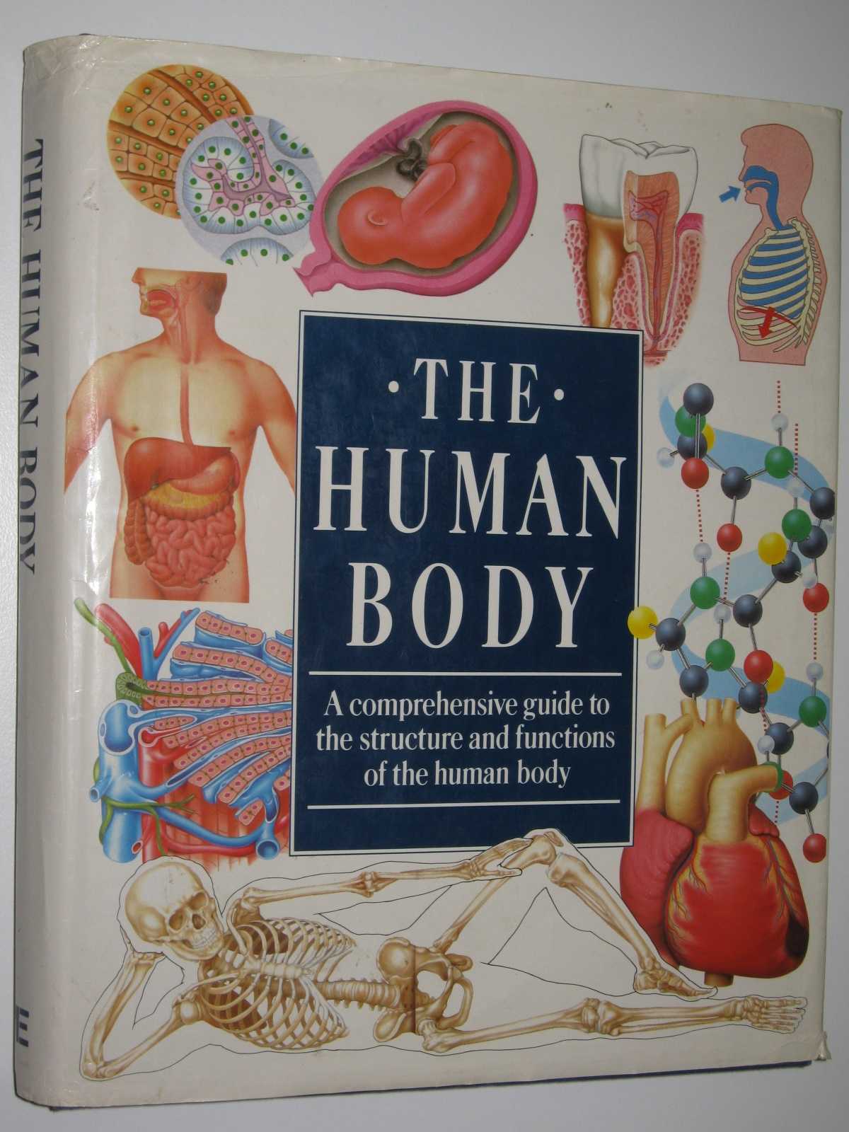 the-human-body-a-comprehensive-guide-to-the-structure-and-functions